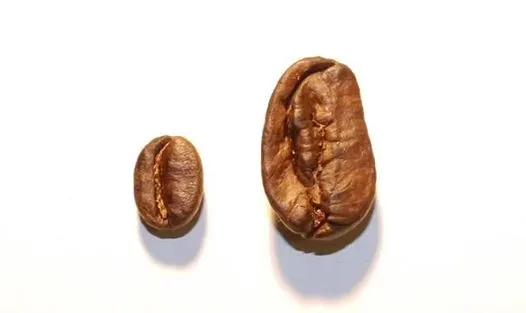 دان ماراگو