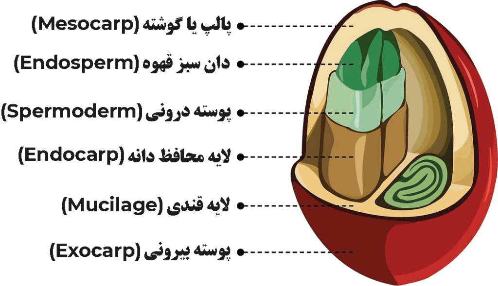 جزئیات دانه قهوه
