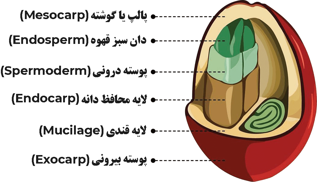 جزئیات دانه قهوه